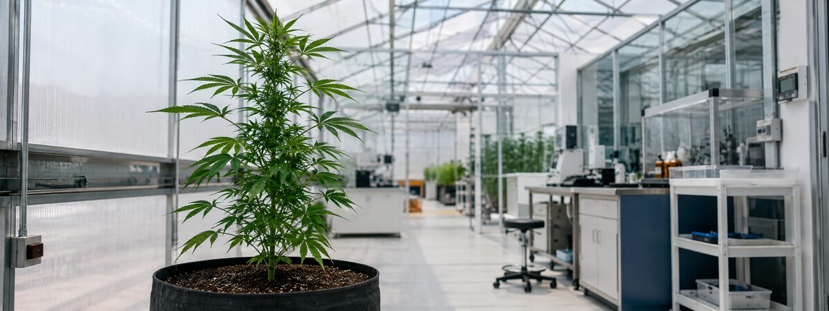 A documentary image for Medicinal cannabis