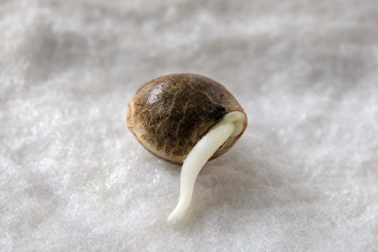 Macro view of a cannabis seed with a fresh white taproot resting on damp paper towel