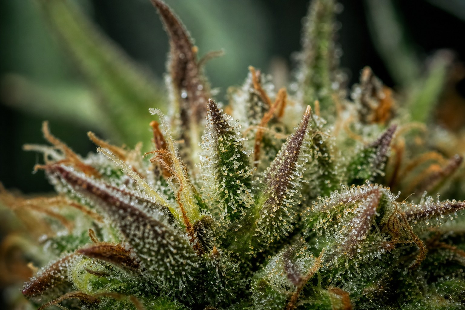 Extreme macro view of cloudy and amber trichomes on a mature cannabis flower