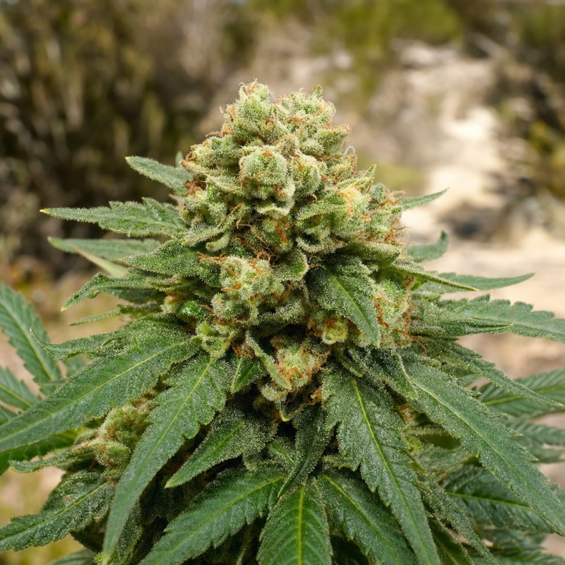 Outdoor macro photograph of the Critical Purple Auto flower on a living plant