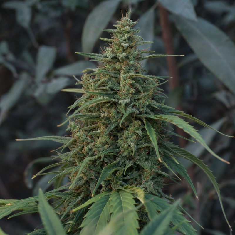 Outdoor macro photograph of the Tangerine Dream Auto flower on a living plant