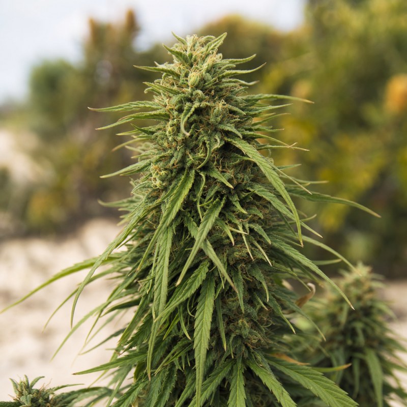 Outdoor macro photograph of the Jack Herer Auto flower on a living plant