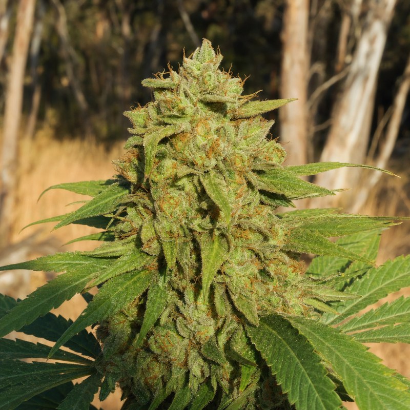Outdoor macro photograph of the Banana Kush flower on a living plant