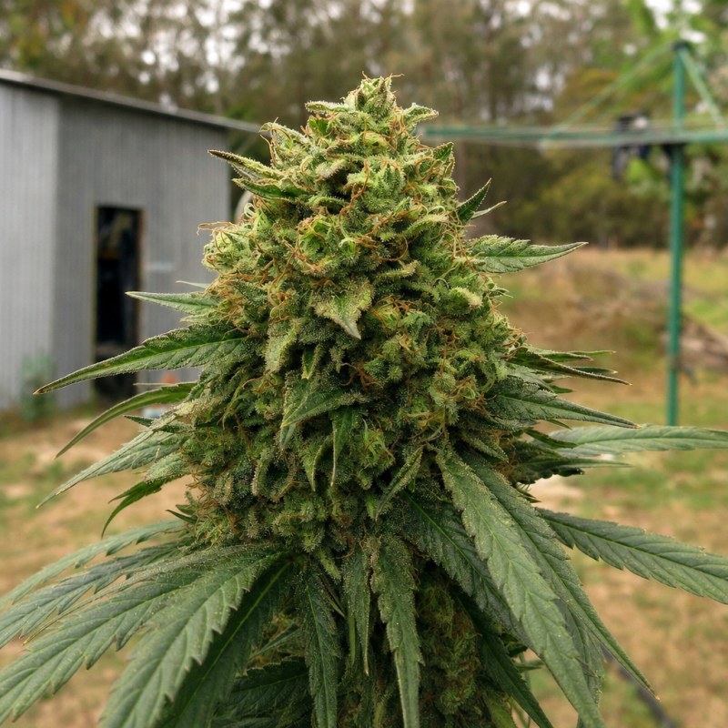 Outdoor macro photograph of the Humboldt flower on a living plant