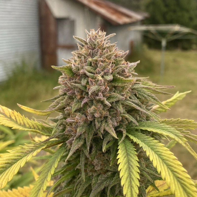 Outdoor macro photograph of the Purple Punch flower on a living plant