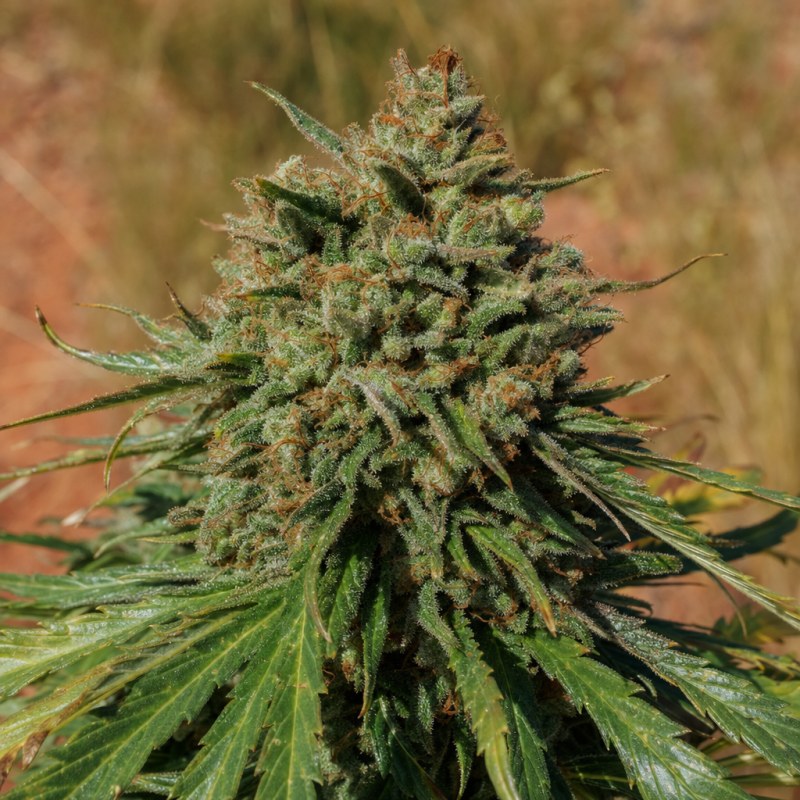 Outdoor macro photograph of the 13 Dawgs flower on a living plant
