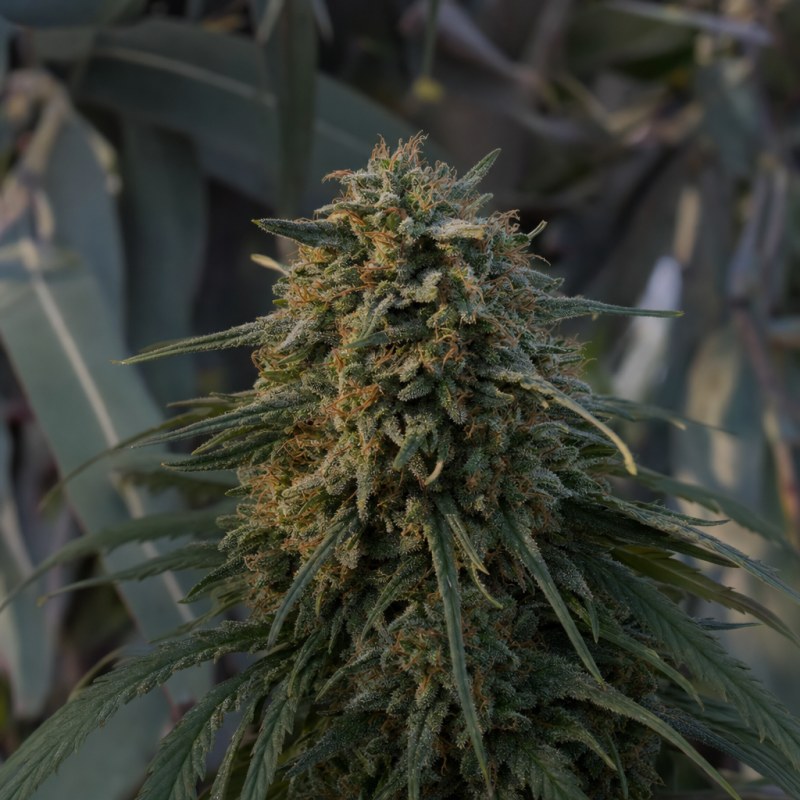 Outdoor macro photograph of the Ace Killer OG flower on a living plant