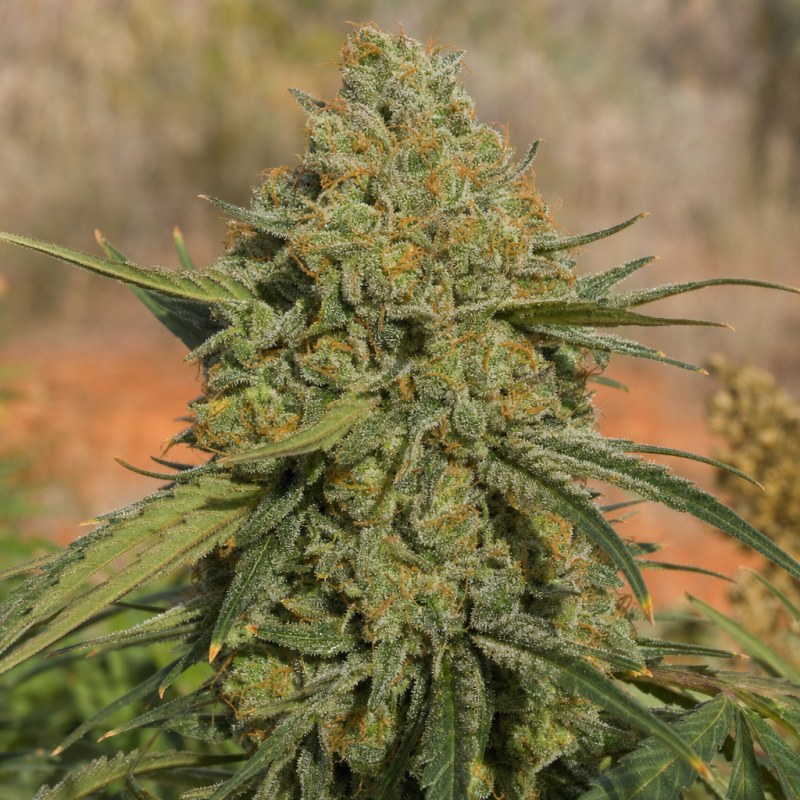 Outdoor macro photograph of the Alien Bubba flower on a living plant
