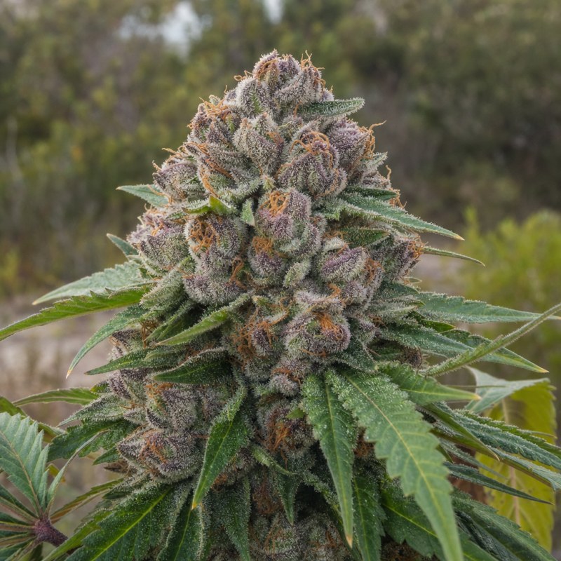 Outdoor macro photograph of the Aspen OG flower on a living plant