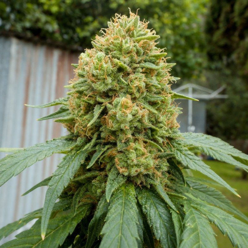Outdoor macro photograph of the Atomic Northern Lights flower on a living plant