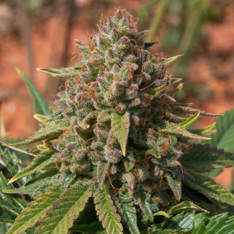 Outdoor macro photograph of the G13 flower on a living plant