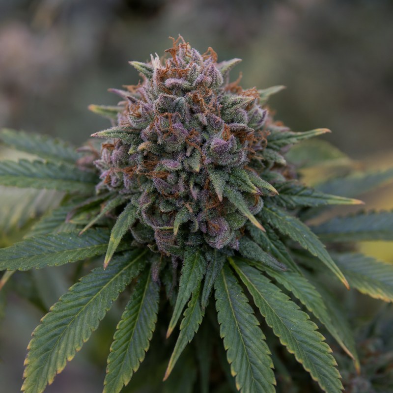 Outdoor macro photograph of the Blue Haze Auto flower on a living plant
