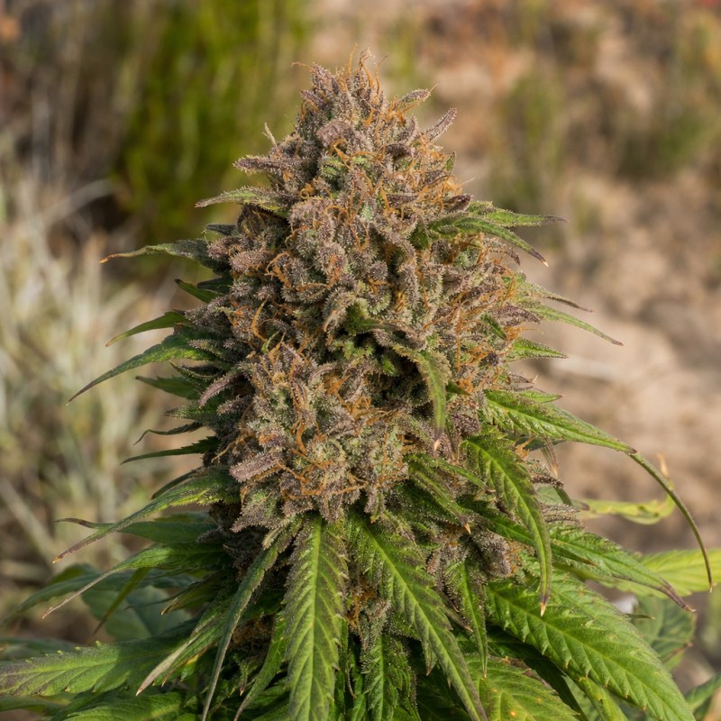 Outdoor macro photograph of the Bluniverse flower on a living plant