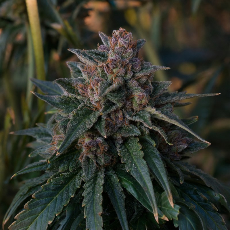 Outdoor macro photograph of the G13 Auto flower on a living plant
