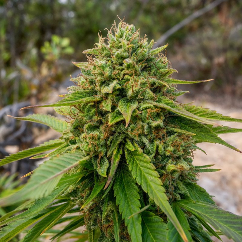 Outdoor macro photograph of the C4 flower on a living plant