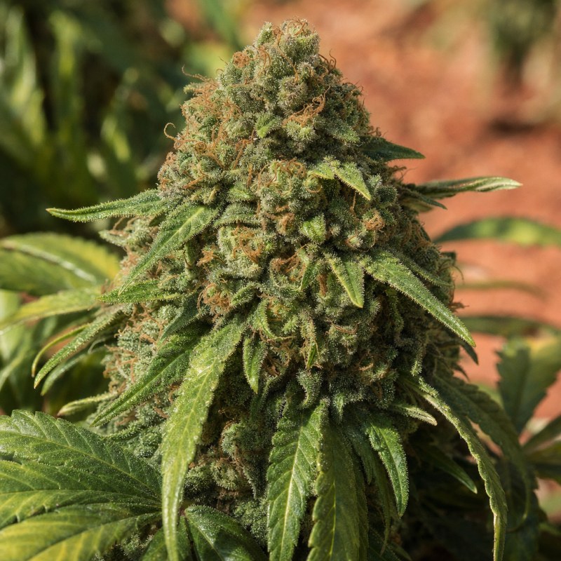 Outdoor macro photograph of the Cali Kush flower on a living plant
