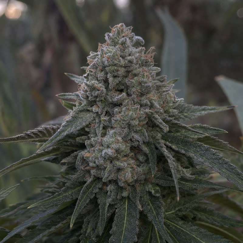 Outdoor macro photograph of the Cannalope Kush Auto flower on a living plant