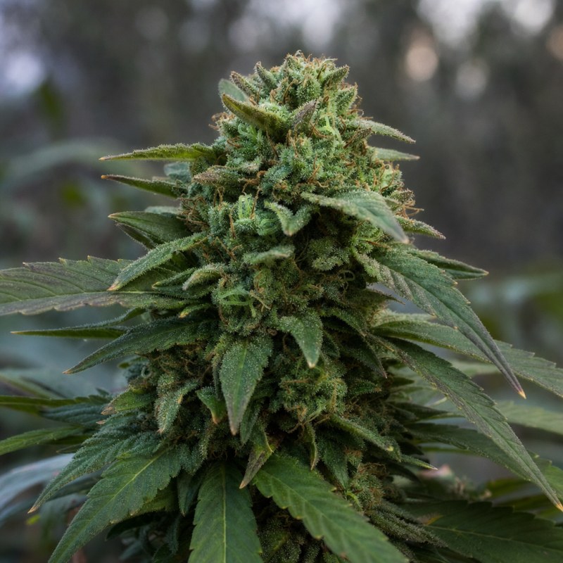 Outdoor macro photograph of the CBD Critical Mass Auto flower on a living plant