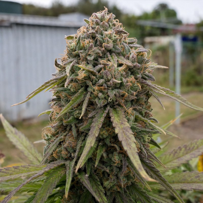 Outdoor macro photograph of the Cascadia Kush flower on a living plant