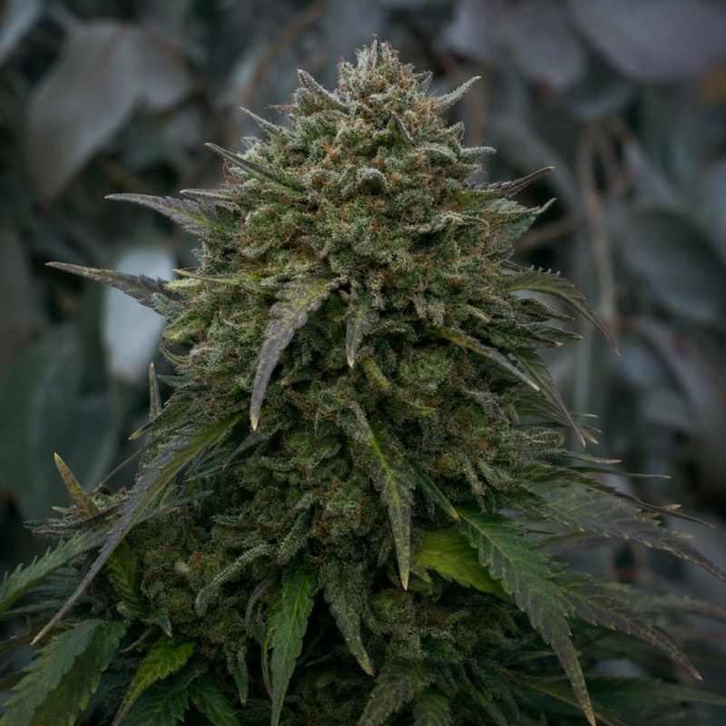 Outdoor macro photograph of the Casper OG flower on a living plant
