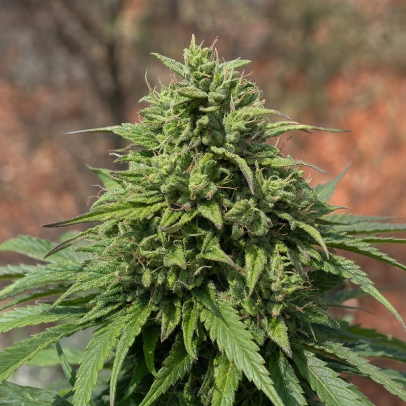 Outdoor macro photograph of the CBD Lemon Potion flower on a living plant