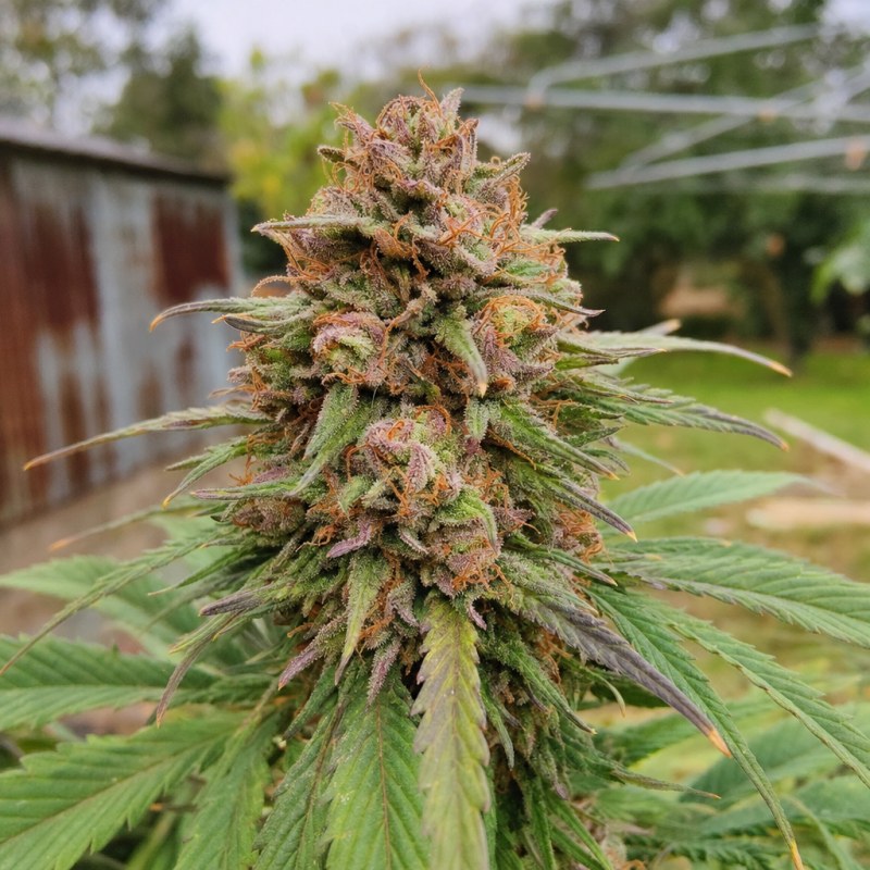 Outdoor macro photograph of the CBD Yummy flower on a living plant