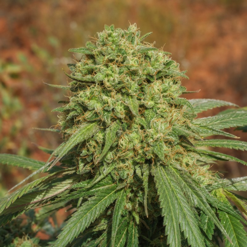 Outdoor macro photograph of the Champagne Kush flower on a living plant