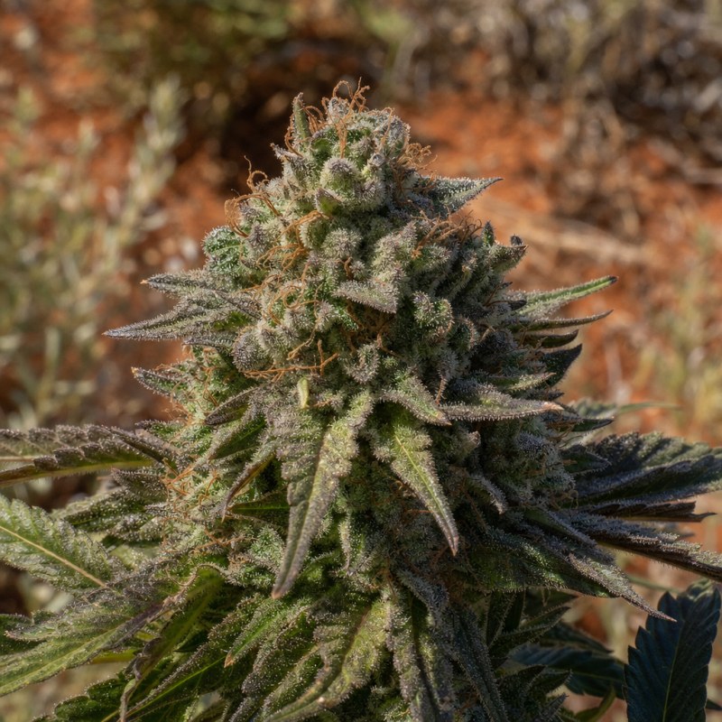 Outdoor macro photograph of the Chem Crush flower on a living plant