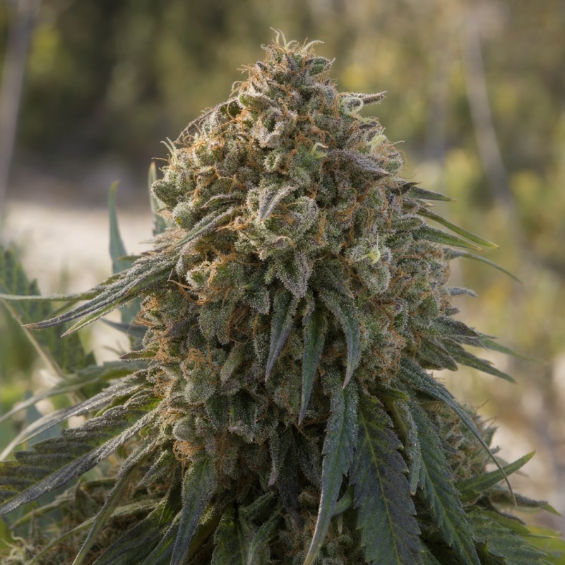 Outdoor macro photograph of the Chem Valley Kush flower on a living plant