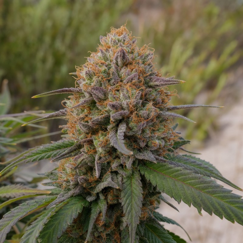 Outdoor macro photograph of the Cherry AK-47 flower on a living plant