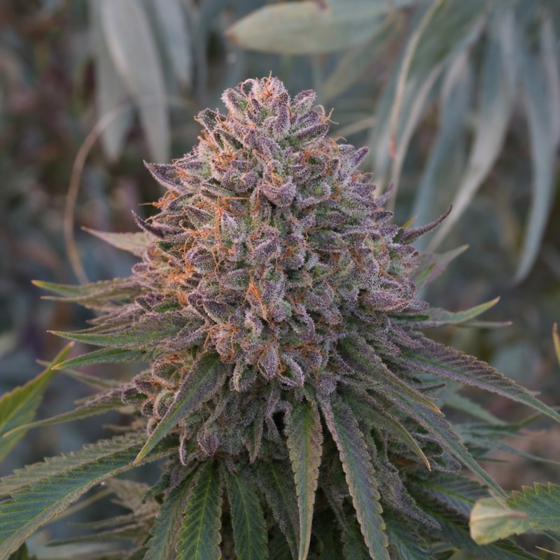 Outdoor macro photograph of the Cookie Jar flower on a living plant