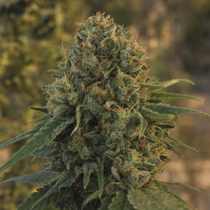 Outdoor macro photograph of the Corleone Kush Auto flower on a living plant