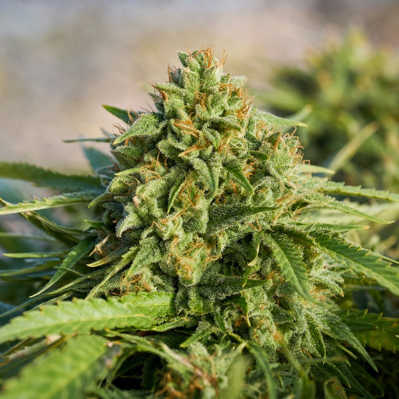 Outdoor macro photograph of the Critical Sensi Star flower on a living plant