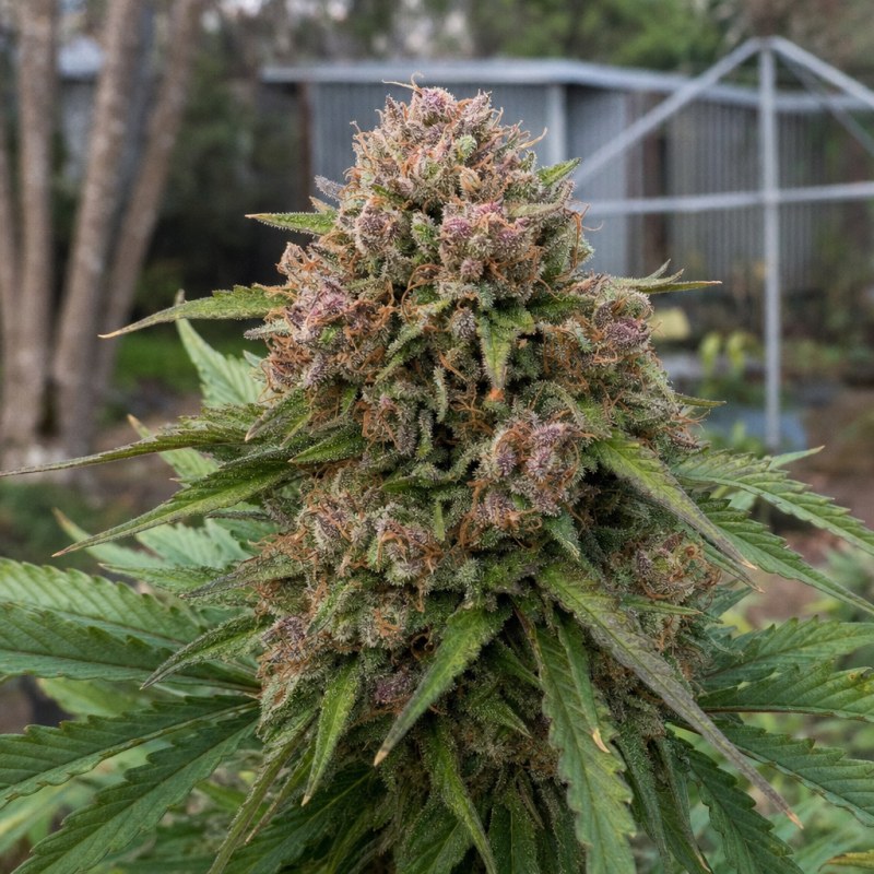 Outdoor macro photograph of the Dakini Kush flower on a living plant