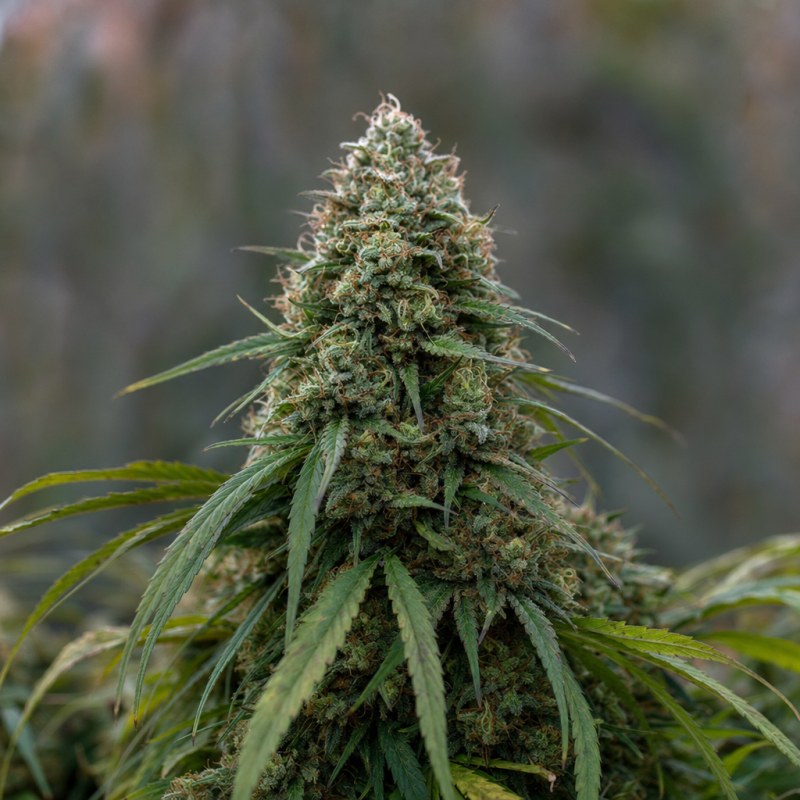 Outdoor macro photograph of the Dawgfather OG flower on a living plant