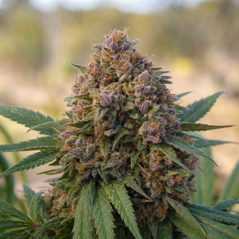 Outdoor macro photograph of the Dizzy OG flower on a living plant