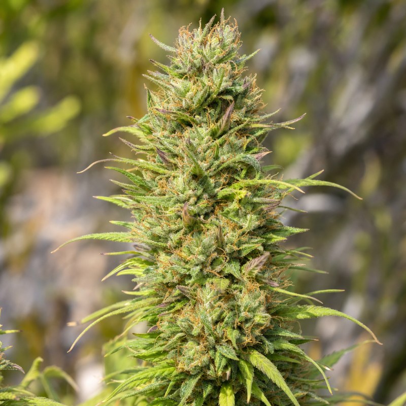 Outdoor macro photograph of the Diesel flower on a living plant