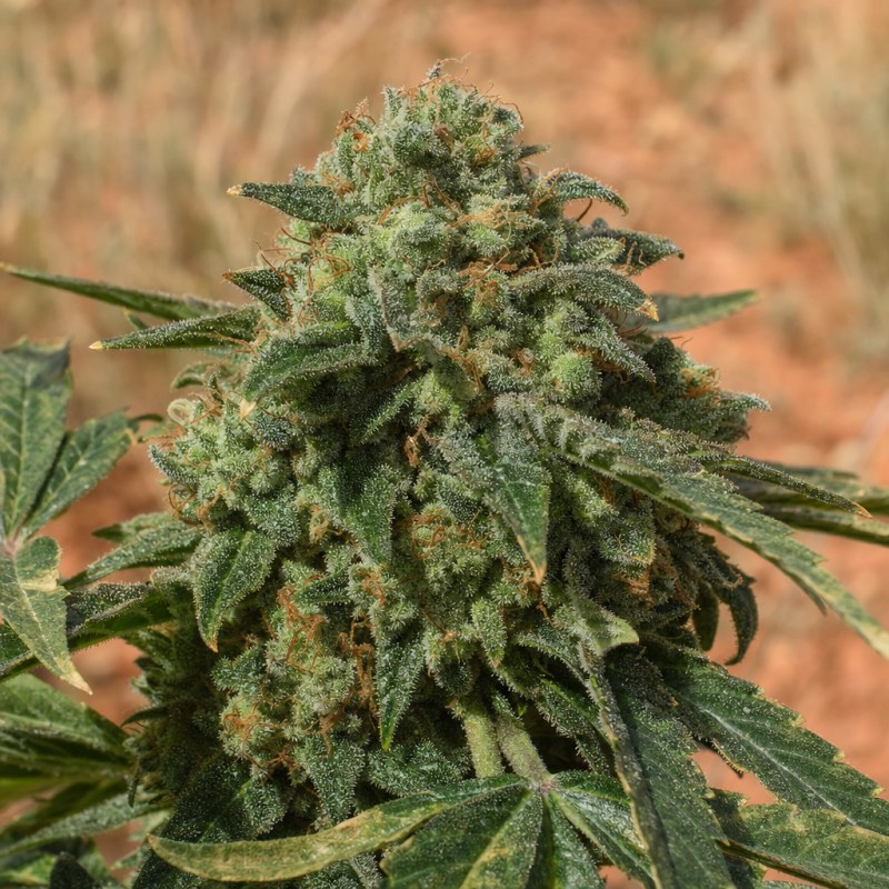 Outdoor macro photograph of the El Chapo OG flower on a living plant