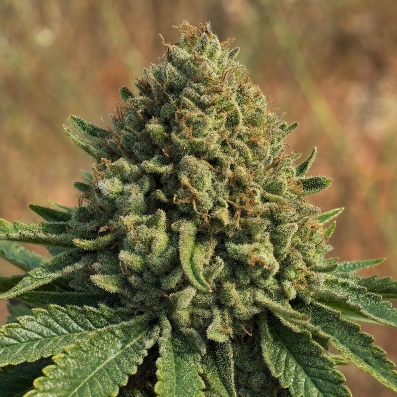 Outdoor macro photograph of the Flowerbomb Kush flower on a living plant