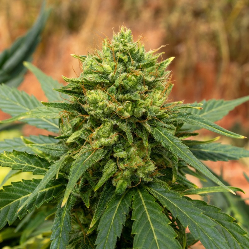 Outdoor macro photograph of the Glass Slipper Auto flower on a living plant