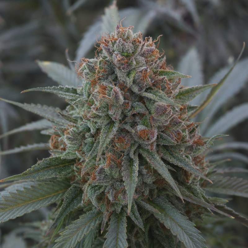 Outdoor macro photograph of the Gobbstopper flower on a living plant