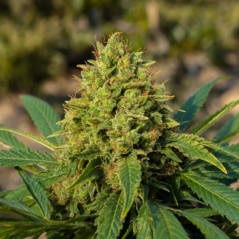 Outdoor macro photograph of the God's Green Crack Auto flower on a living plant