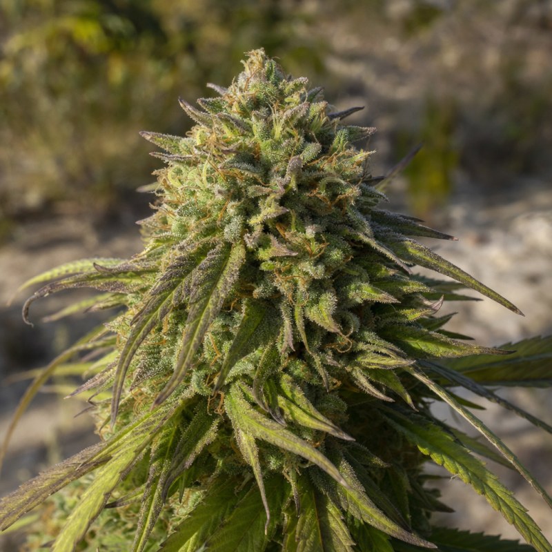 Outdoor macro photograph of the Green Love Potion flower on a living plant
