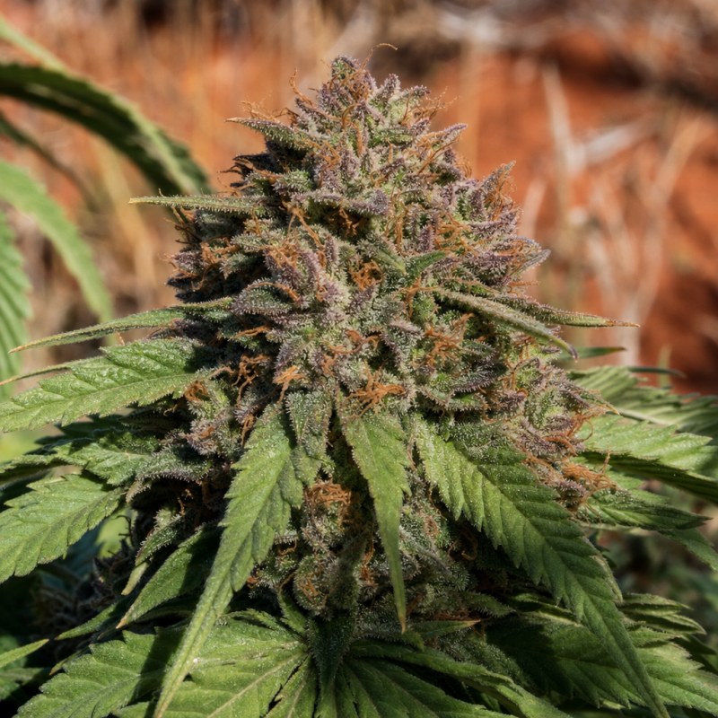 Outdoor macro photograph of the Gutbuster flower on a living plant
