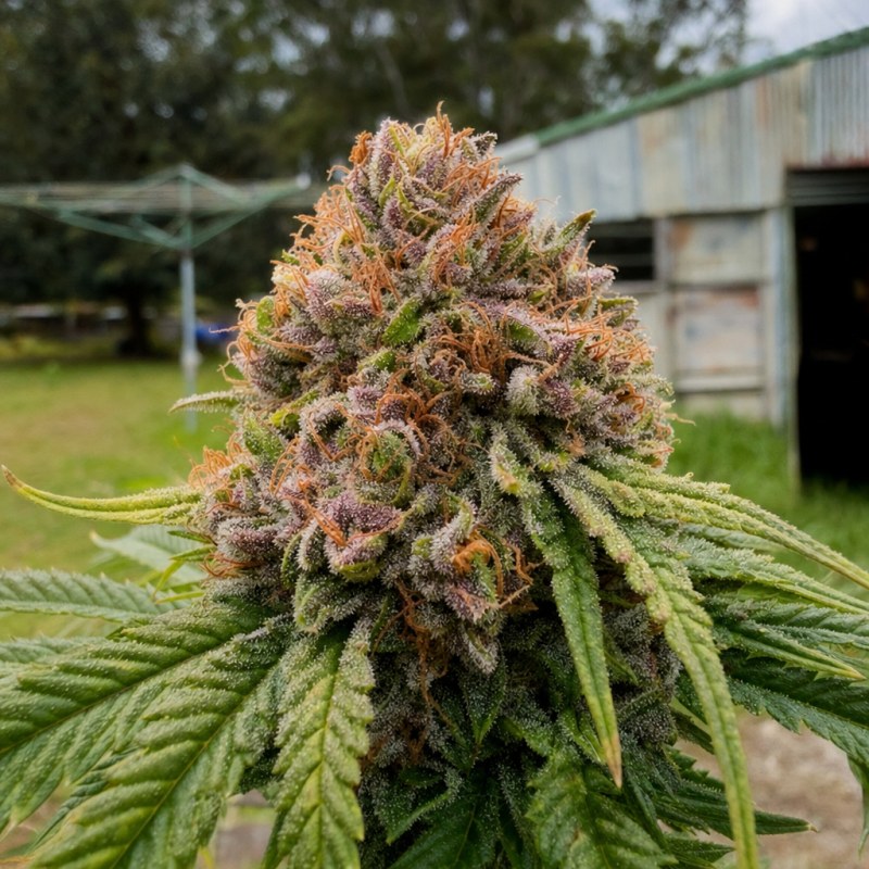 Outdoor macro photograph of the Humboldt Headband flower on a living plant