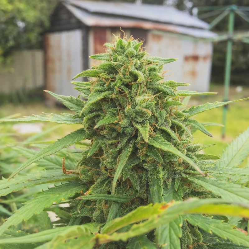 Outdoor macro photograph of the Jesus OG Auto flower on a living plant