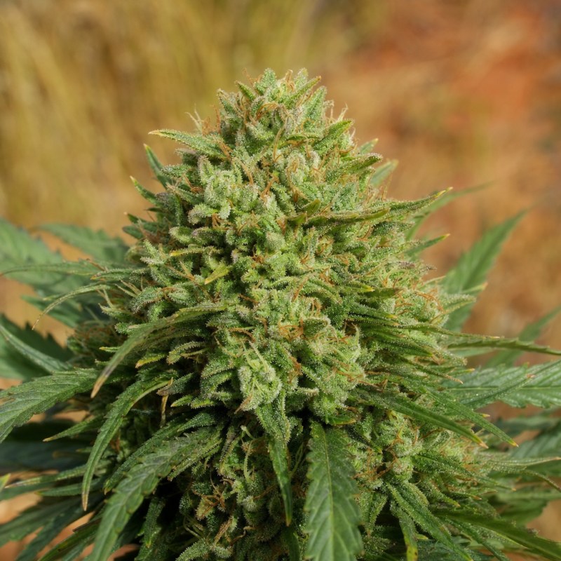 Outdoor macro photograph of the Jupiter OG Auto flower on a living plant