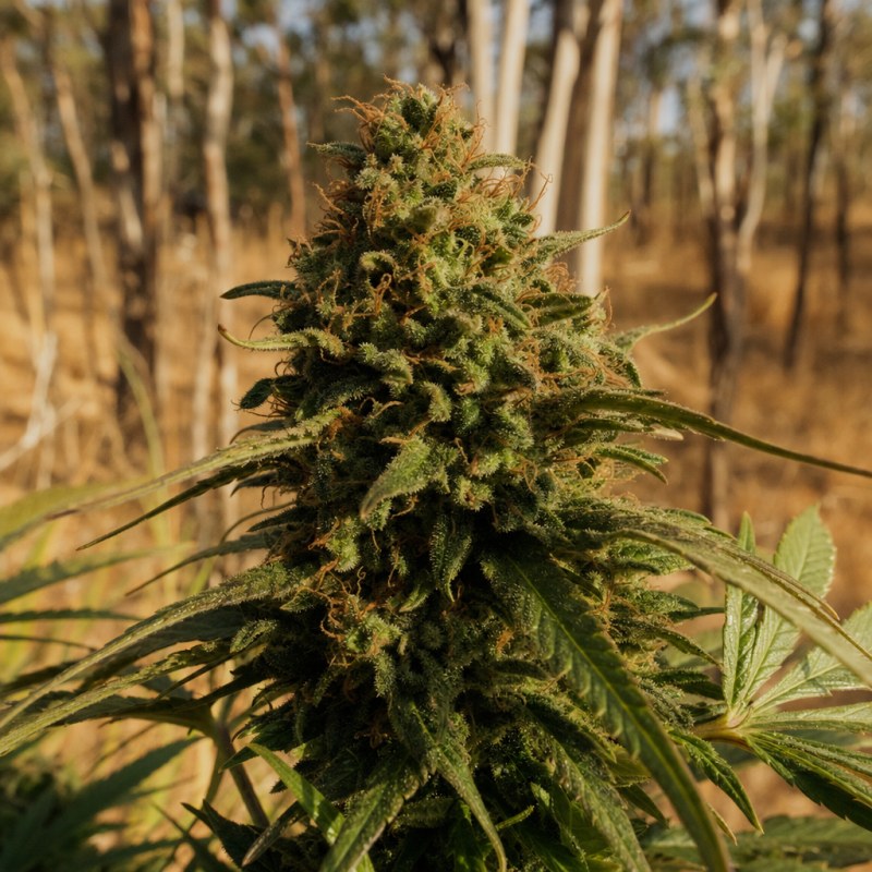 Outdoor macro photograph of the King Kong flower on a living plant