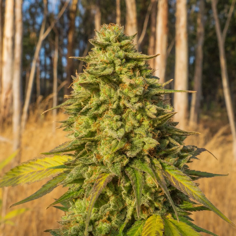 Outdoor macro photograph of the Triangle Kush flower on a living plant