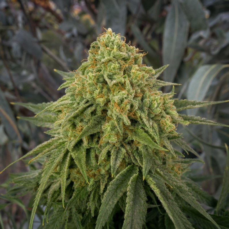 Outdoor macro photograph of the Magic Beans OG flower on a living plant